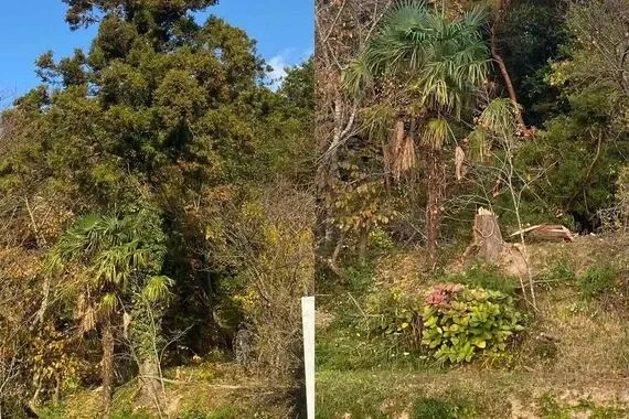 危険になりそうな大木