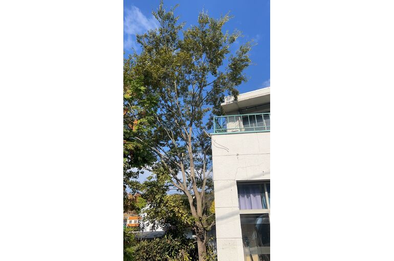 大木の伐採です。