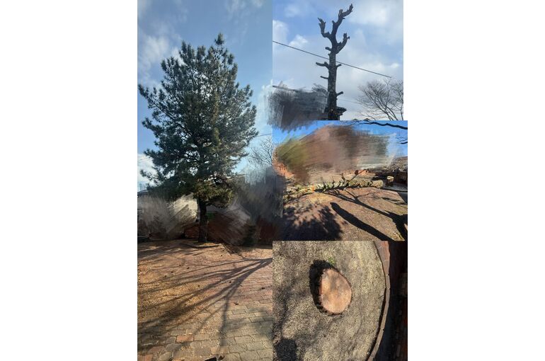 大きな松の伐採