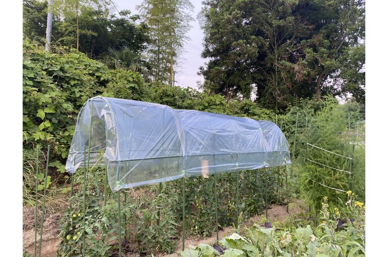 農作業のお手伝い