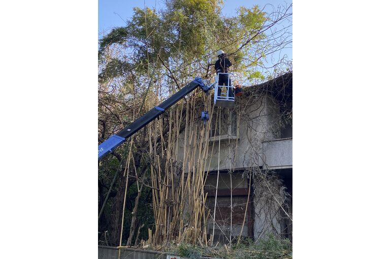 電線と絡んだ竹の伐採