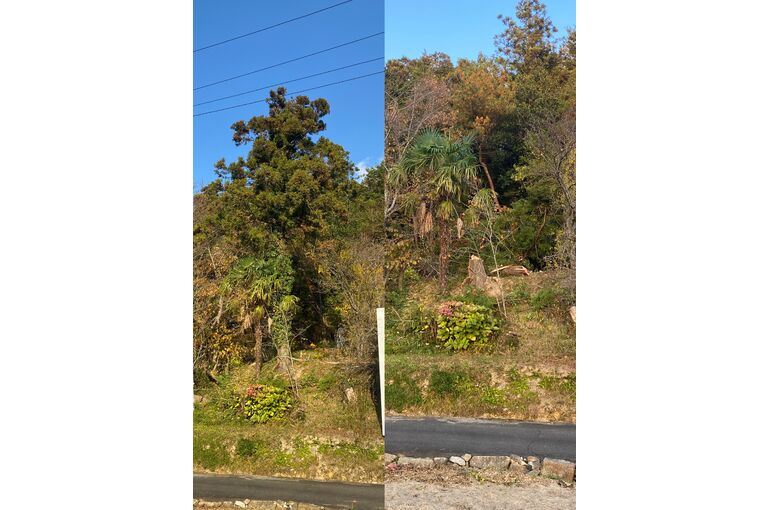 大きくなった木の伐採